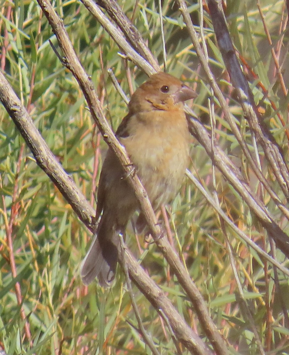 Blue Grosbeak - ML623890599