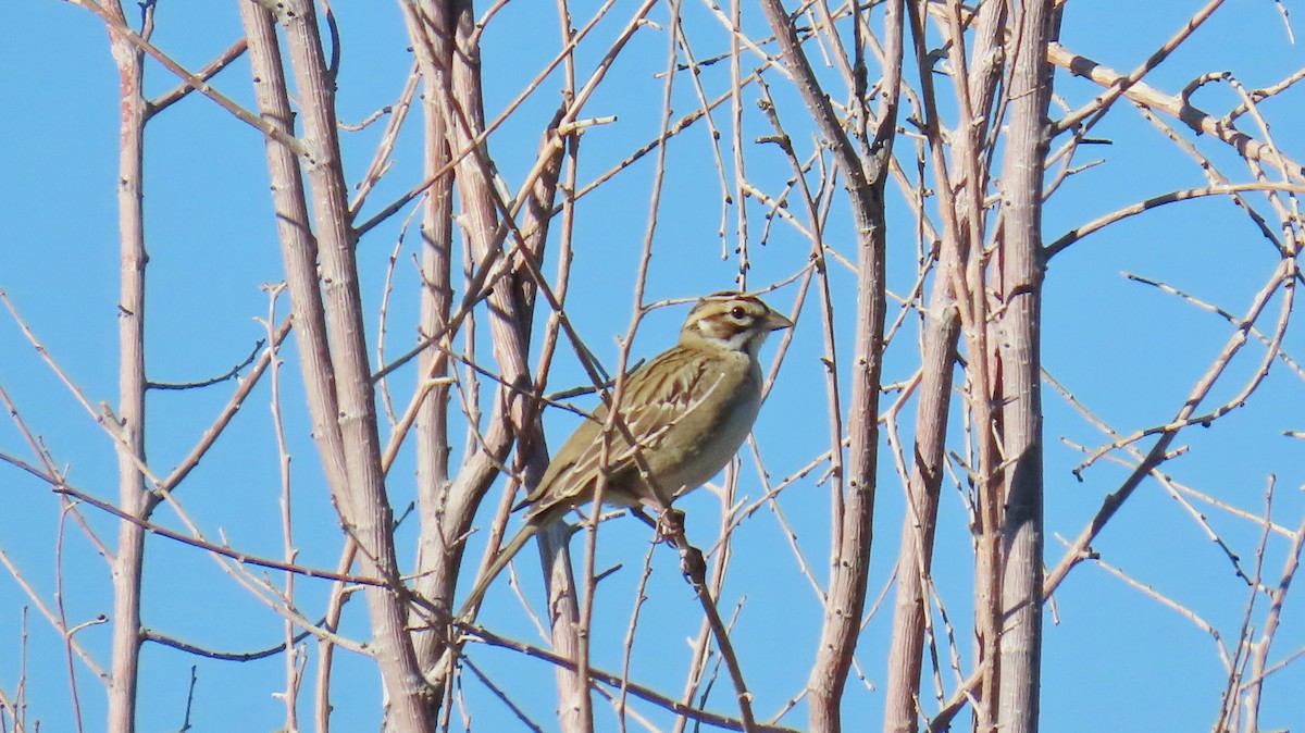 Lark Sparrow - ML623890613