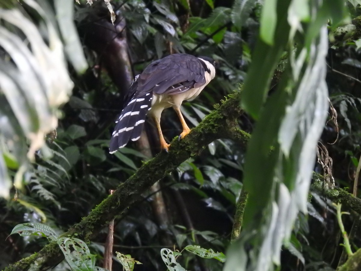 Collared Forest-Falcon - ML623890629