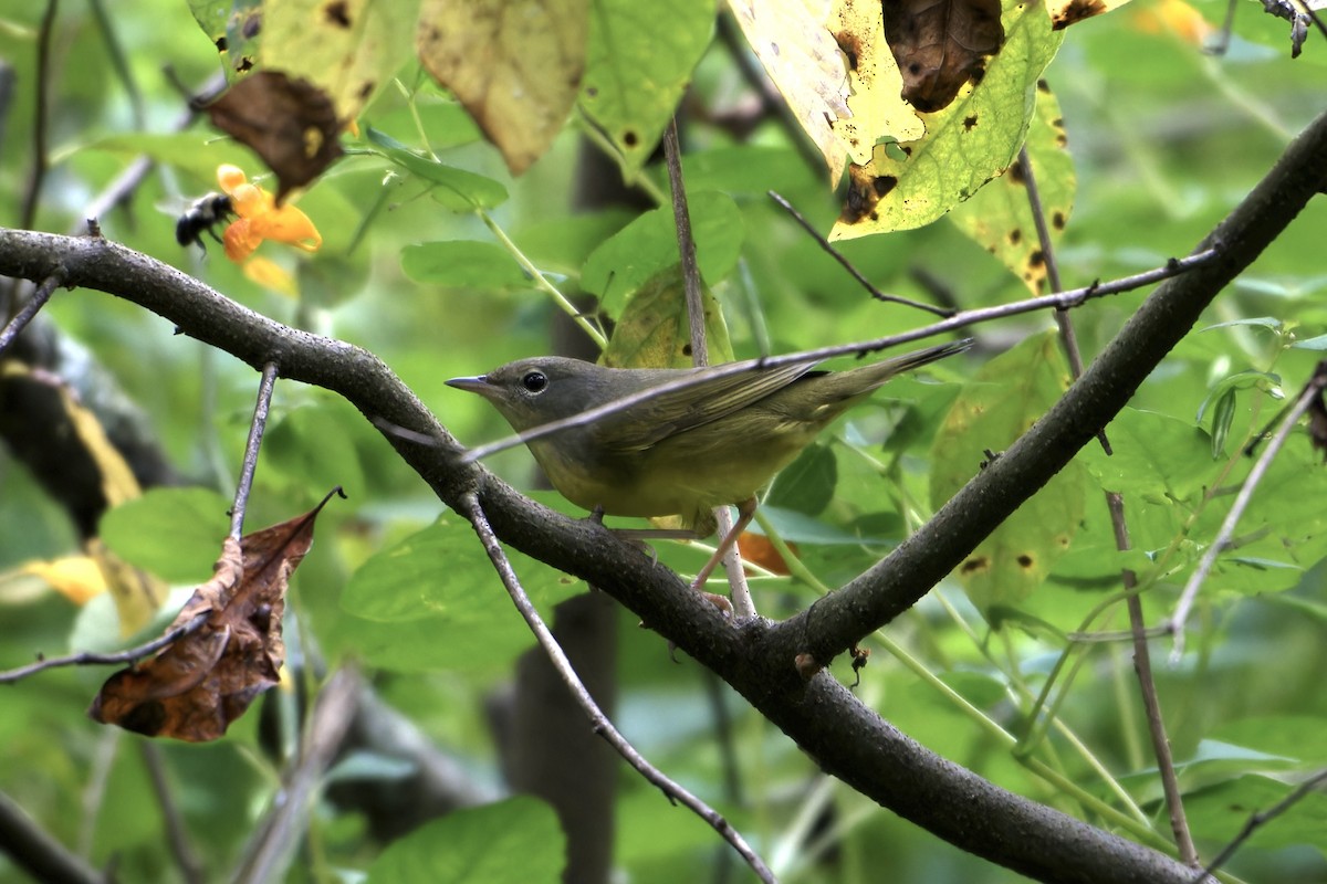 Mourning Warbler - ML623890630