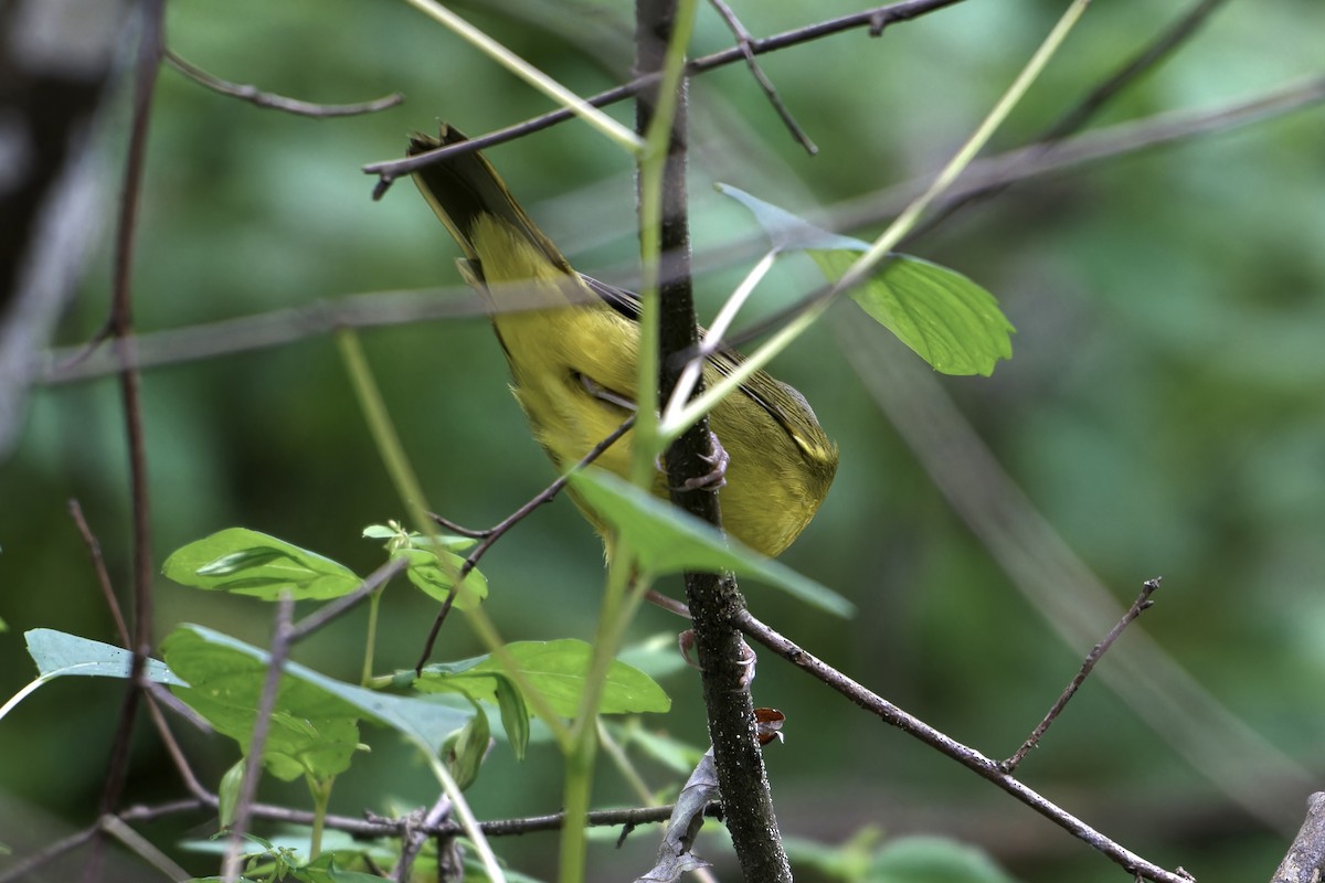 Mourning Warbler - ML623890633