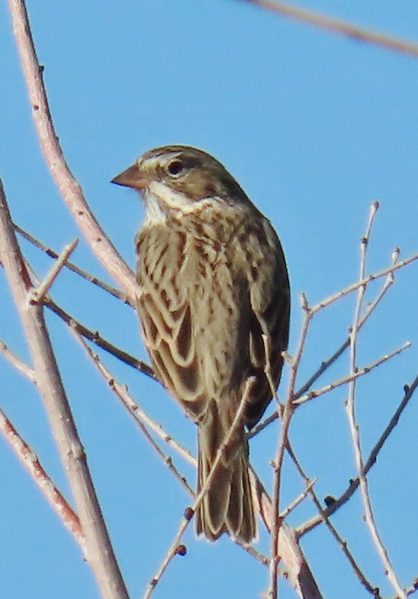 Vesper Sparrow - ML623890634