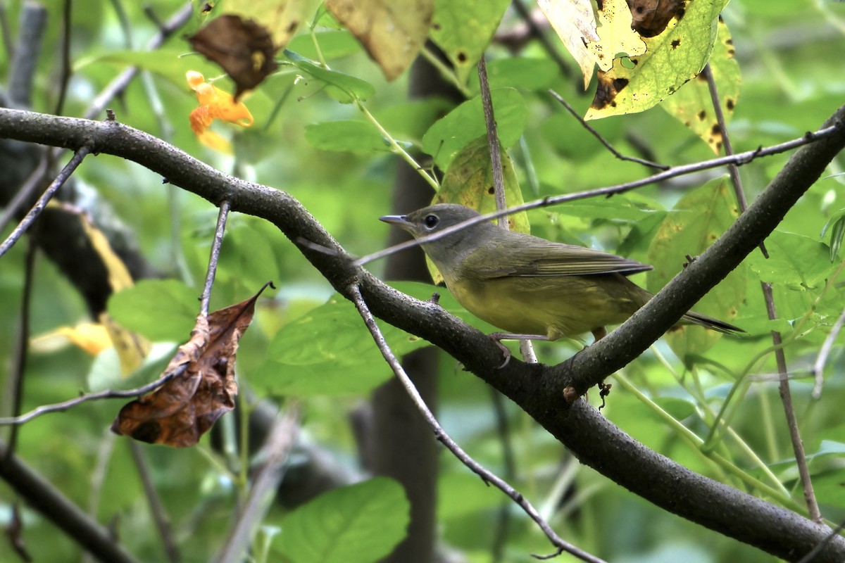 Mourning Warbler - ML623890638