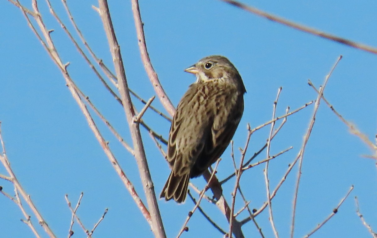 Vesper Sparrow - Merri R