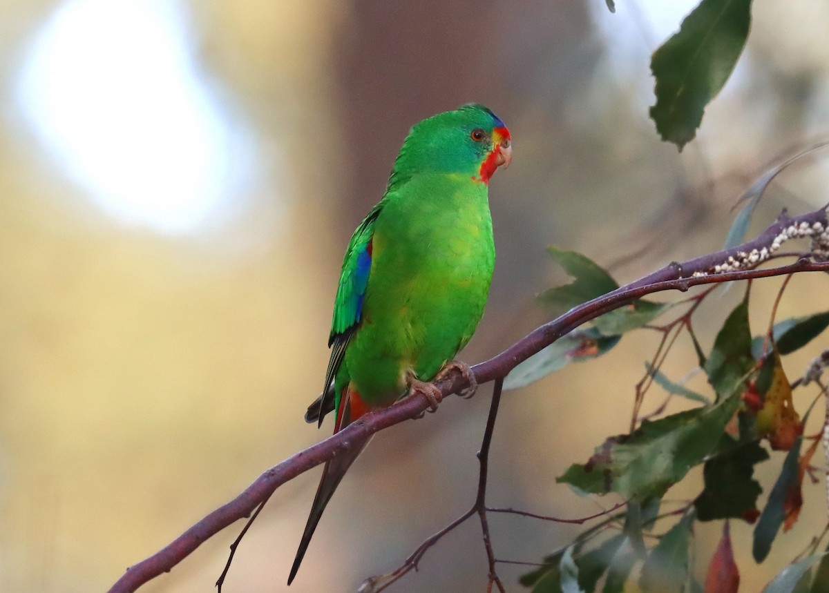 Swift Parrot - ML623890703