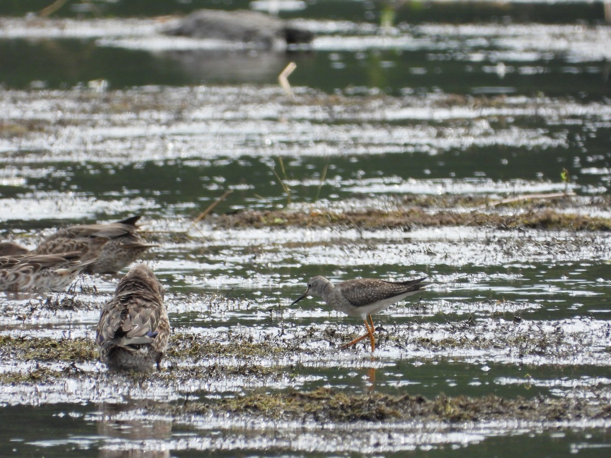 Lesser Yellowlegs - ML623890708