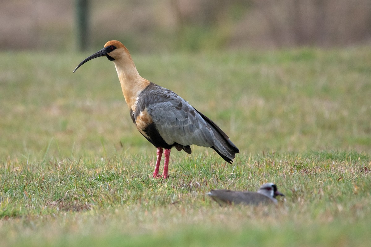 Black-faced Ibis - ML623890728