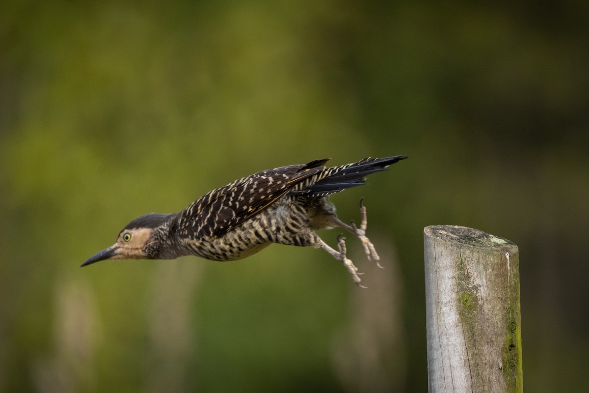 Chilean Flicker - ML623890736