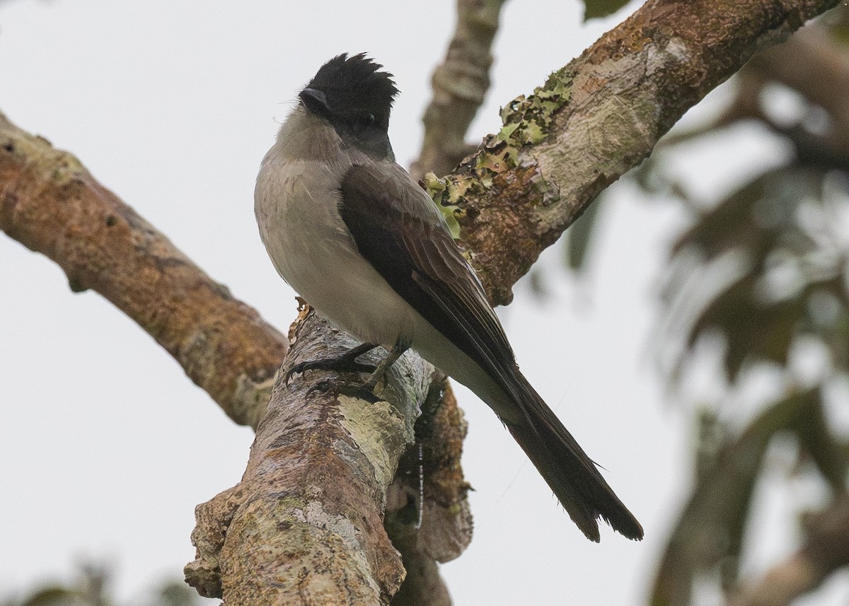 White-rumped Sirystes - Patrick Van Thull