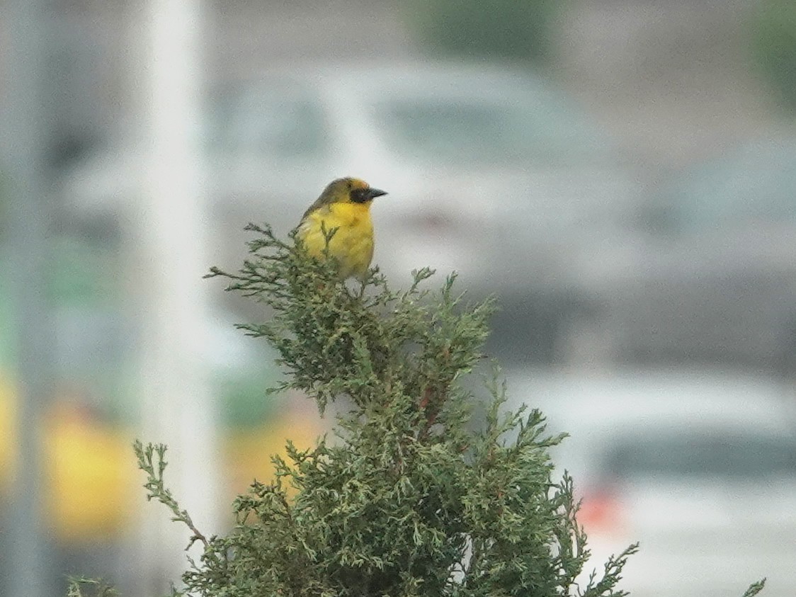 Baglafecht Weaver - Liz Soria