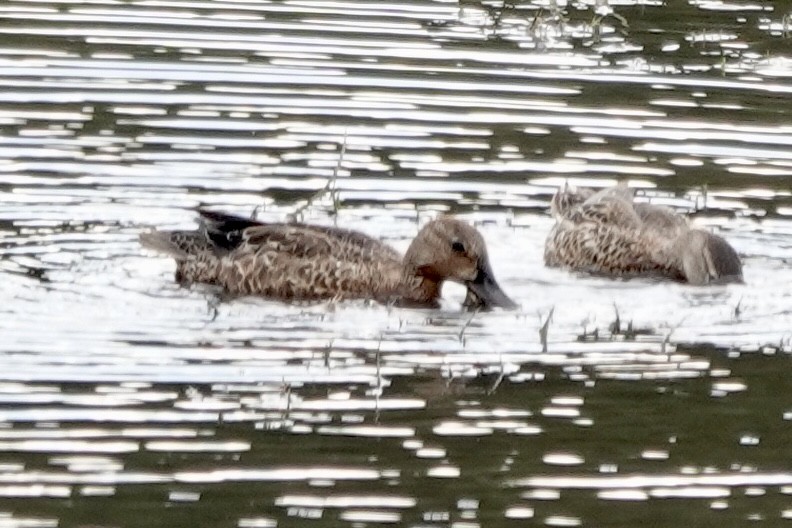 Blue-winged/Cinnamon Teal - ML623890769