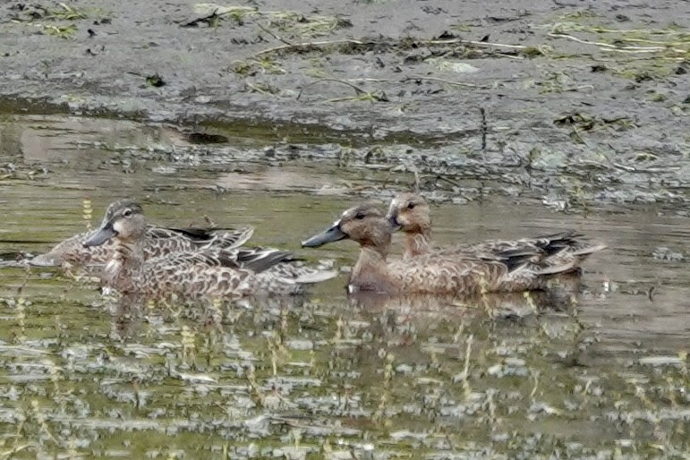 Blue-winged/Cinnamon Teal - ML623890771