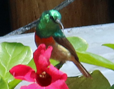 Northern Double-collared Sunbird - ML623890774