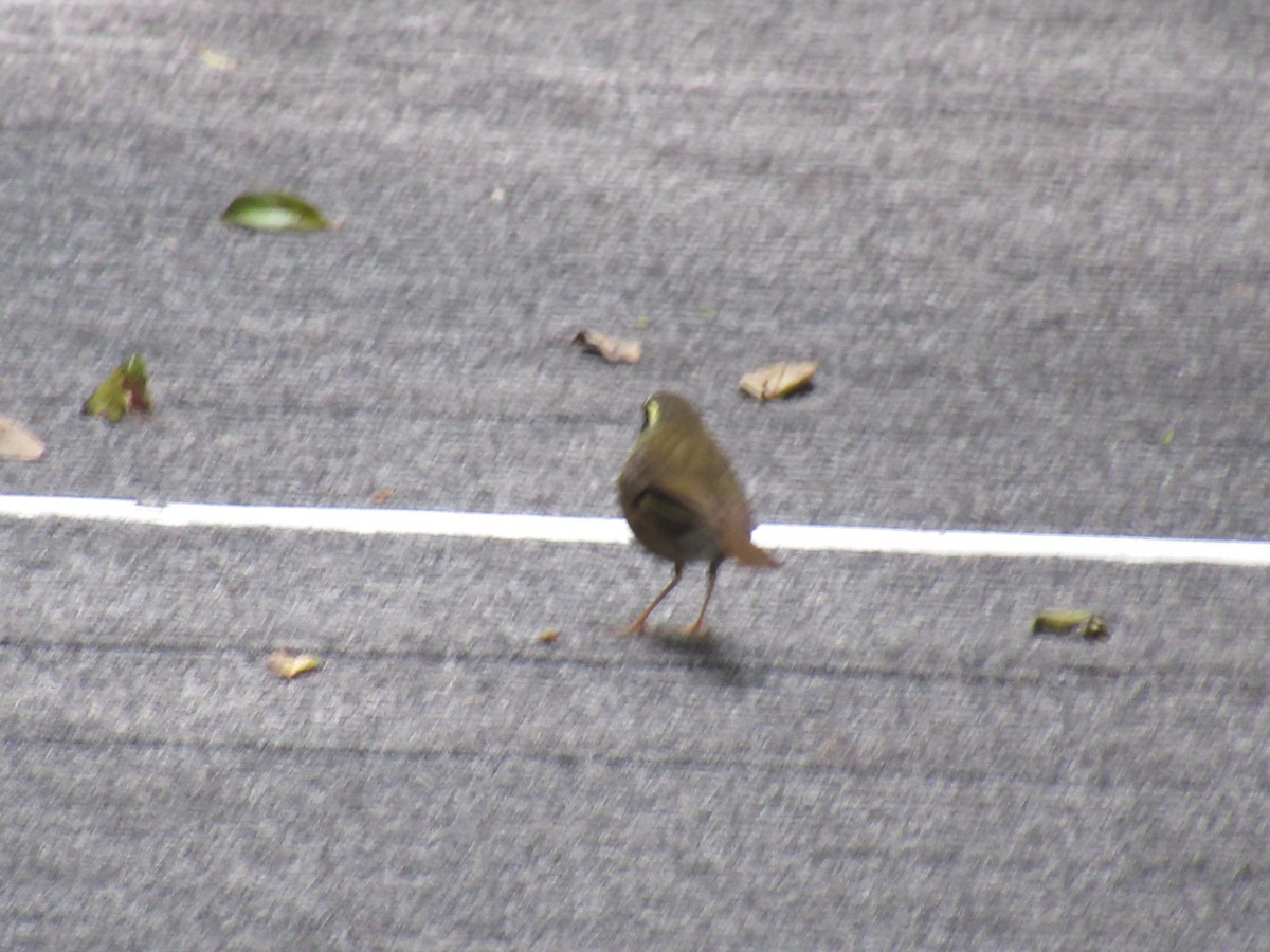 Yellow-throated Scrubwren - ML623890790