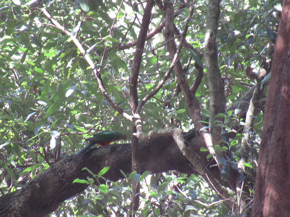 Алістер королівський - ML623890796