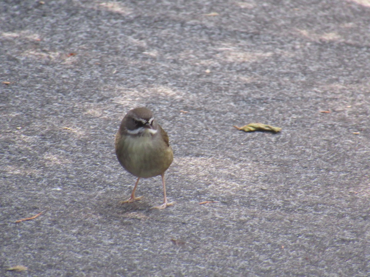 Кущовик білочеревий - ML623890804