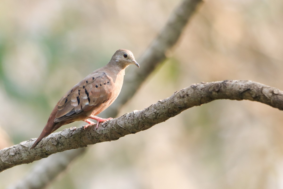 Ruddy Ground Dove - ML623890808