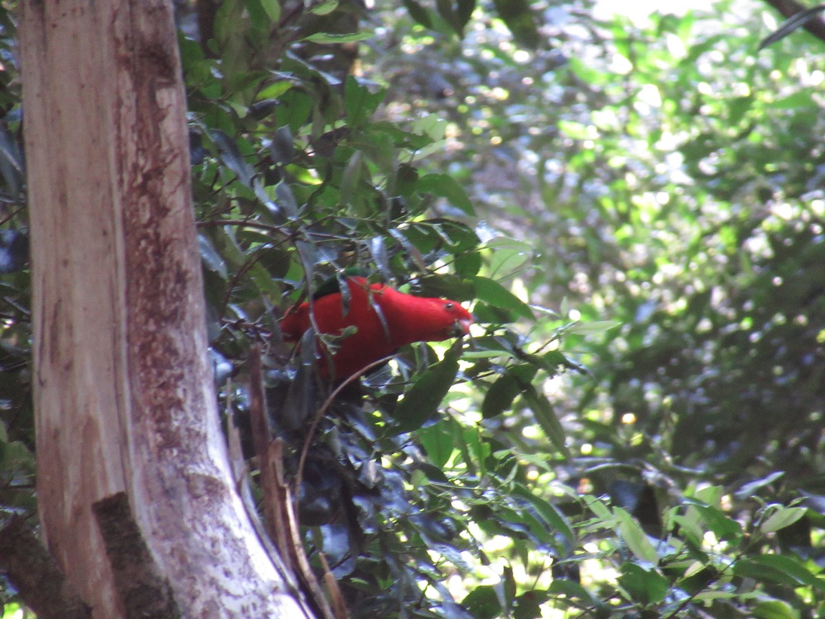 Алістер королівський - ML623890818