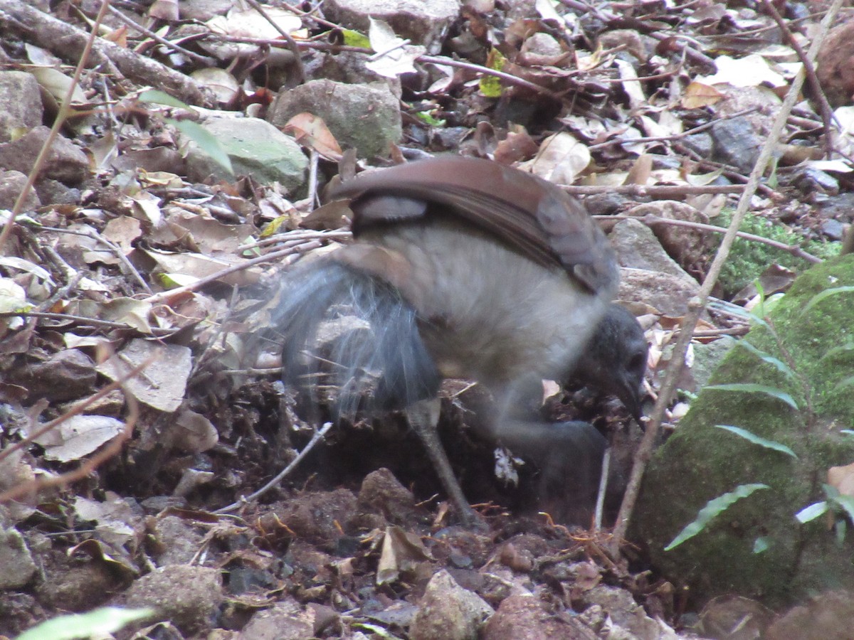 Лірохвіст австралійський - ML623890846