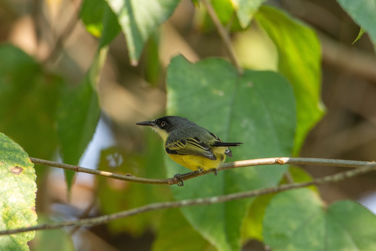 Common Tody-Flycatcher - ML623890859