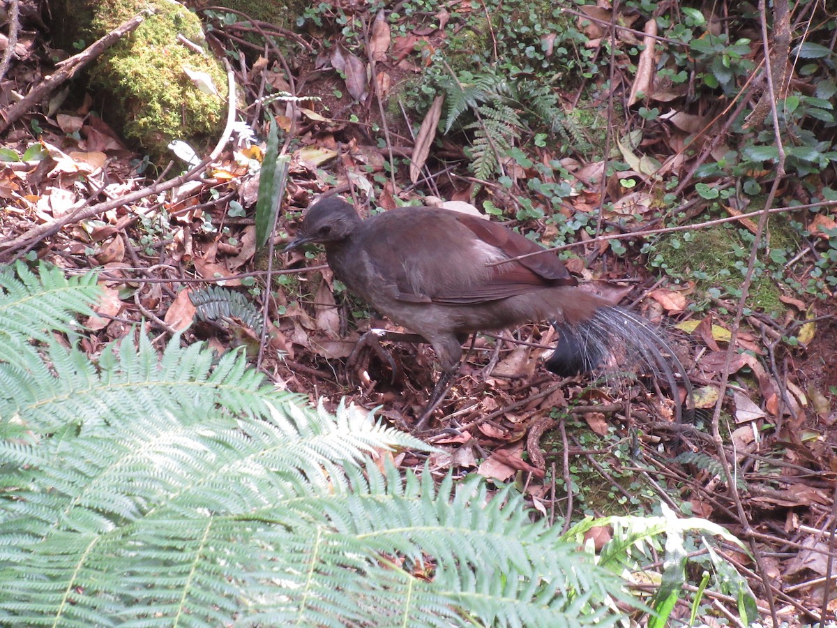 Лірохвіст австралійський - ML623890860