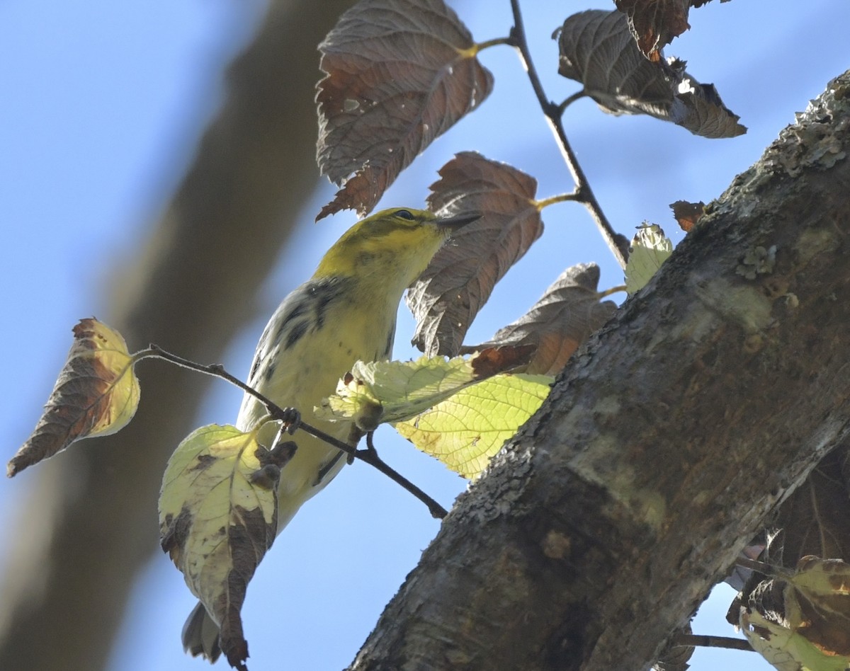 Black-throated Green Warbler - ML623890863