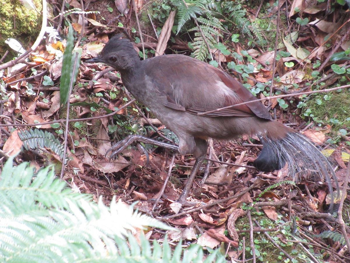 Лірохвіст австралійський - ML623890867