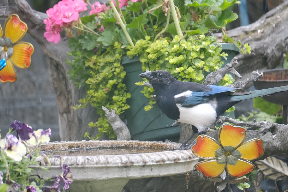 Black-billed Magpie - Maggie Ryan