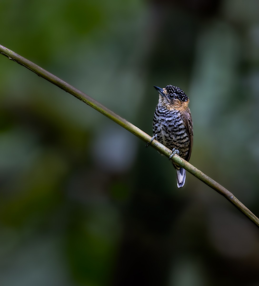 Ochre-collared Piculet - ML623890899