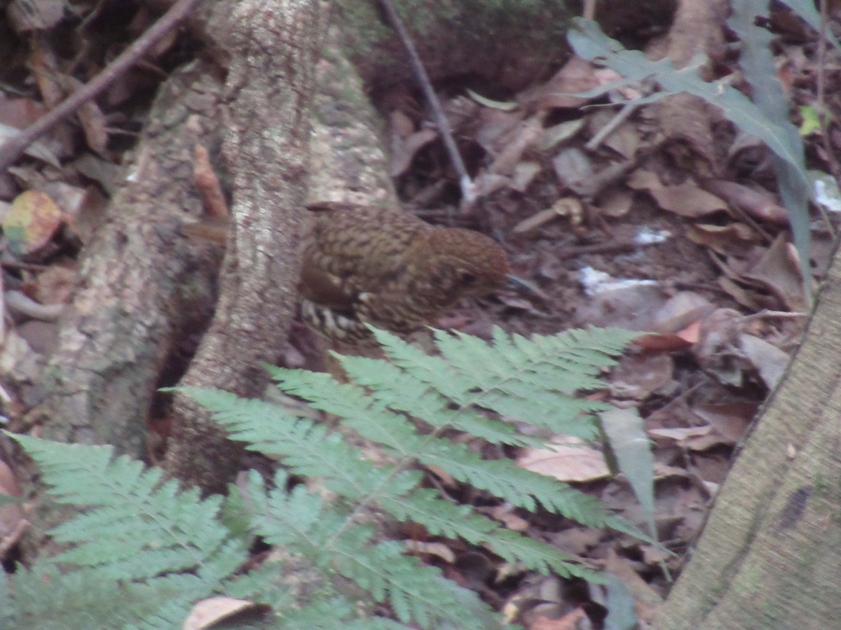 Квічаль австралійський - ML623890907