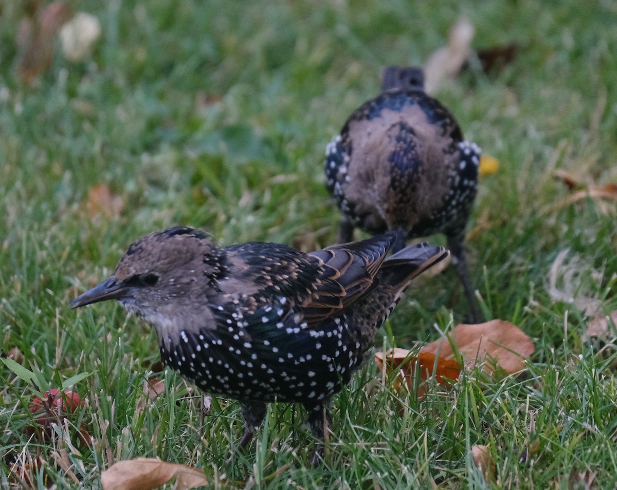 European Starling - Maggie Ryan