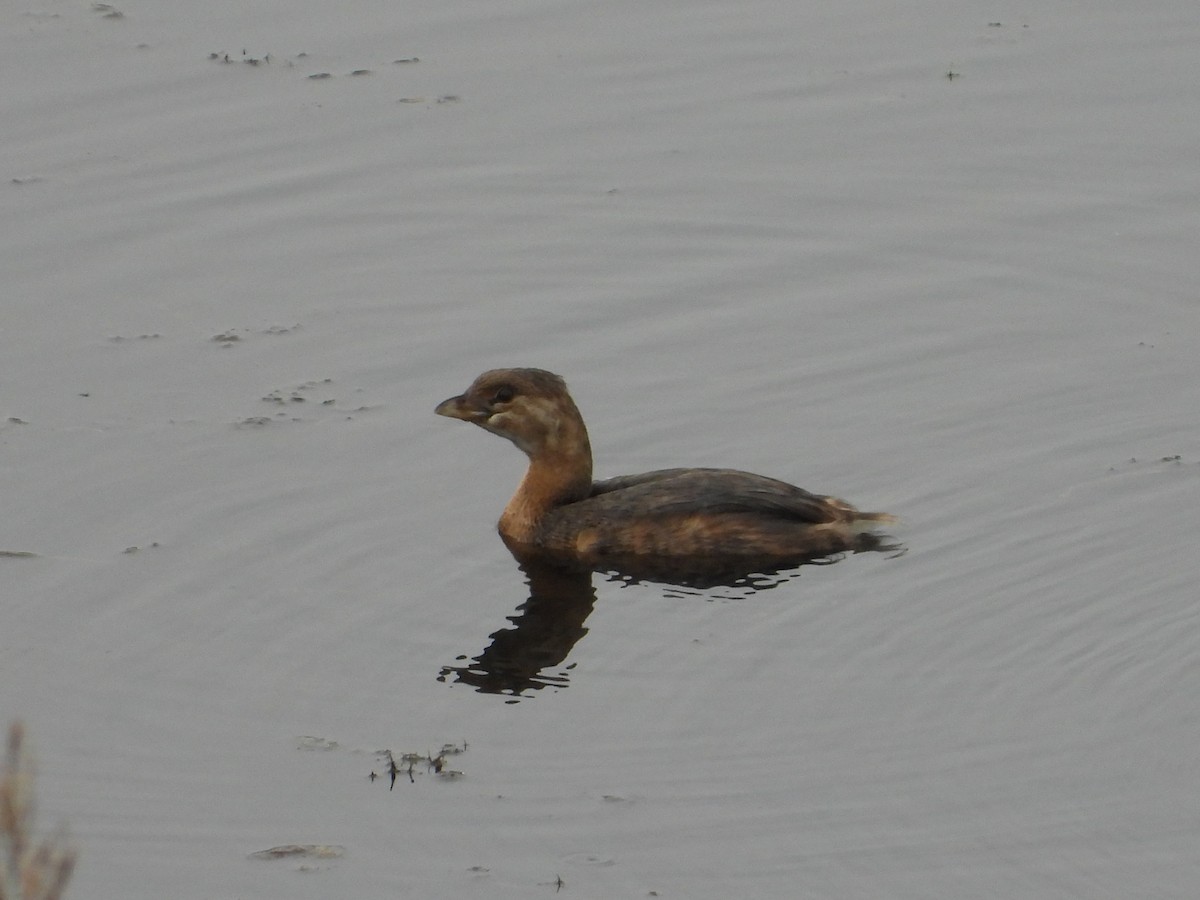 Pied-billed Grebe - ML623890923