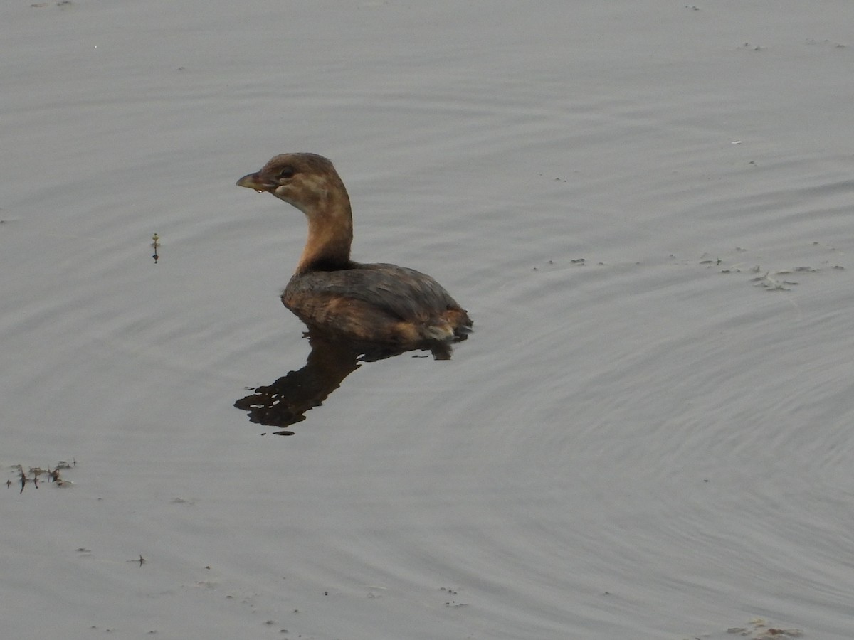 Pied-billed Grebe - ML623890925