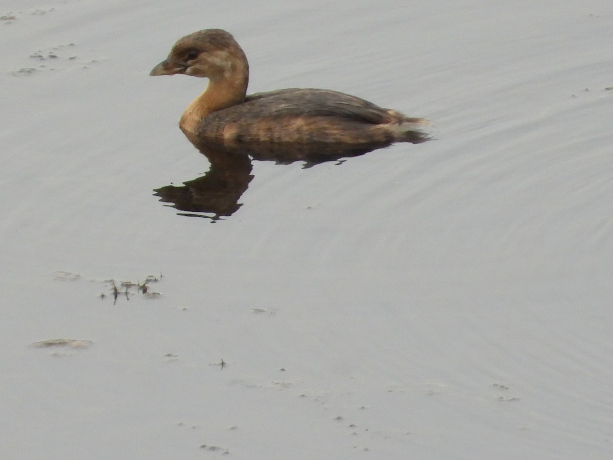 Pied-billed Grebe - ML623890926