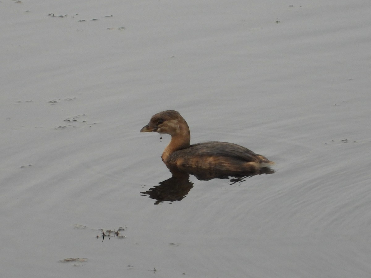 Pied-billed Grebe - ML623890927