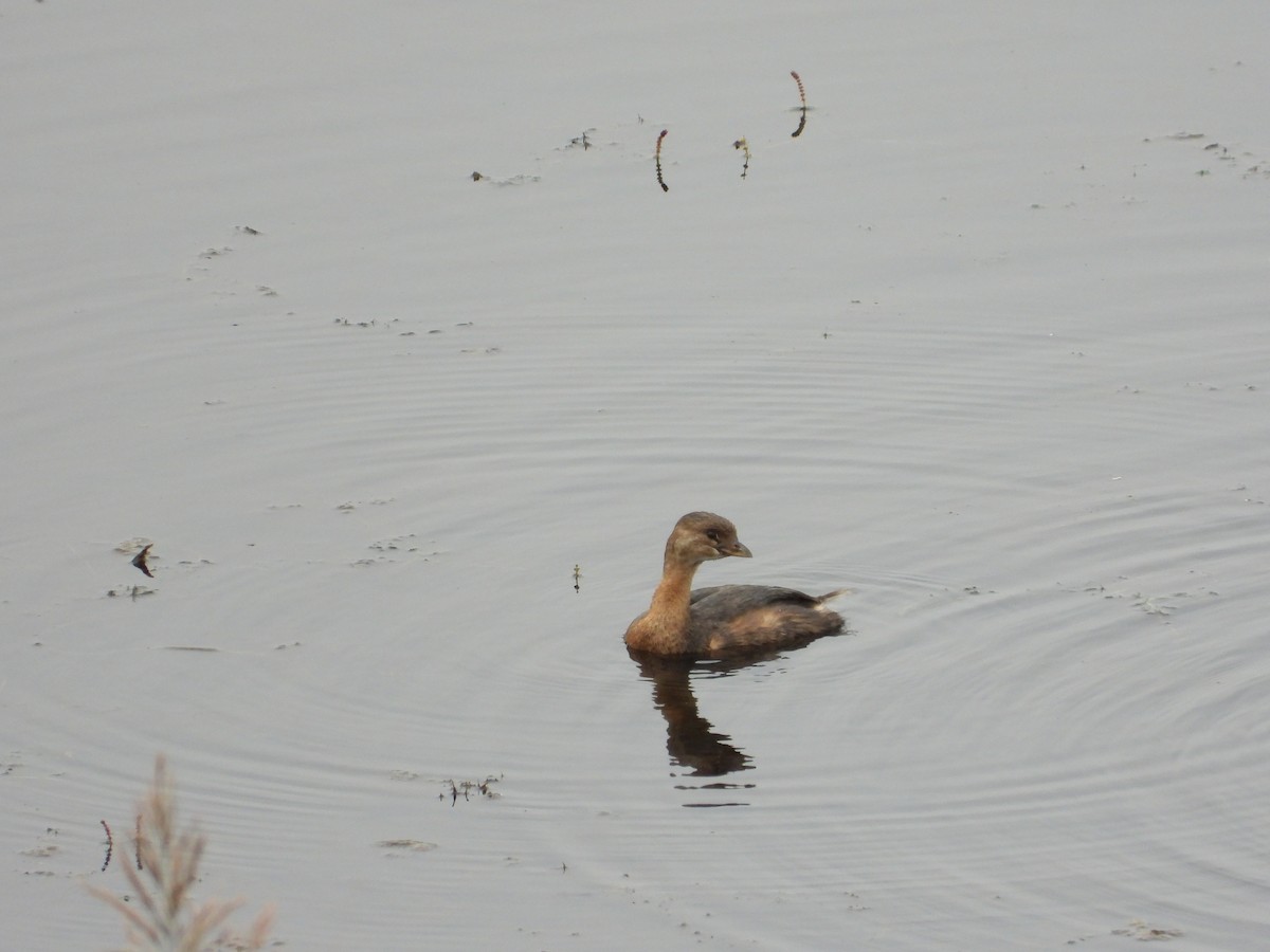 Pied-billed Grebe - ML623890928