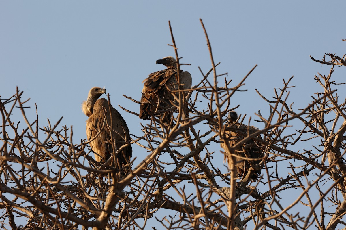 White-backed Vulture - ML623890954