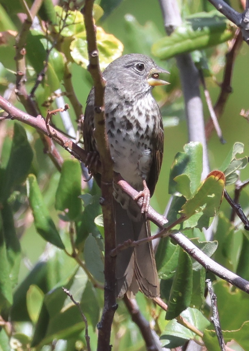 Fox Sparrow (Slate-colored) - ML623890968