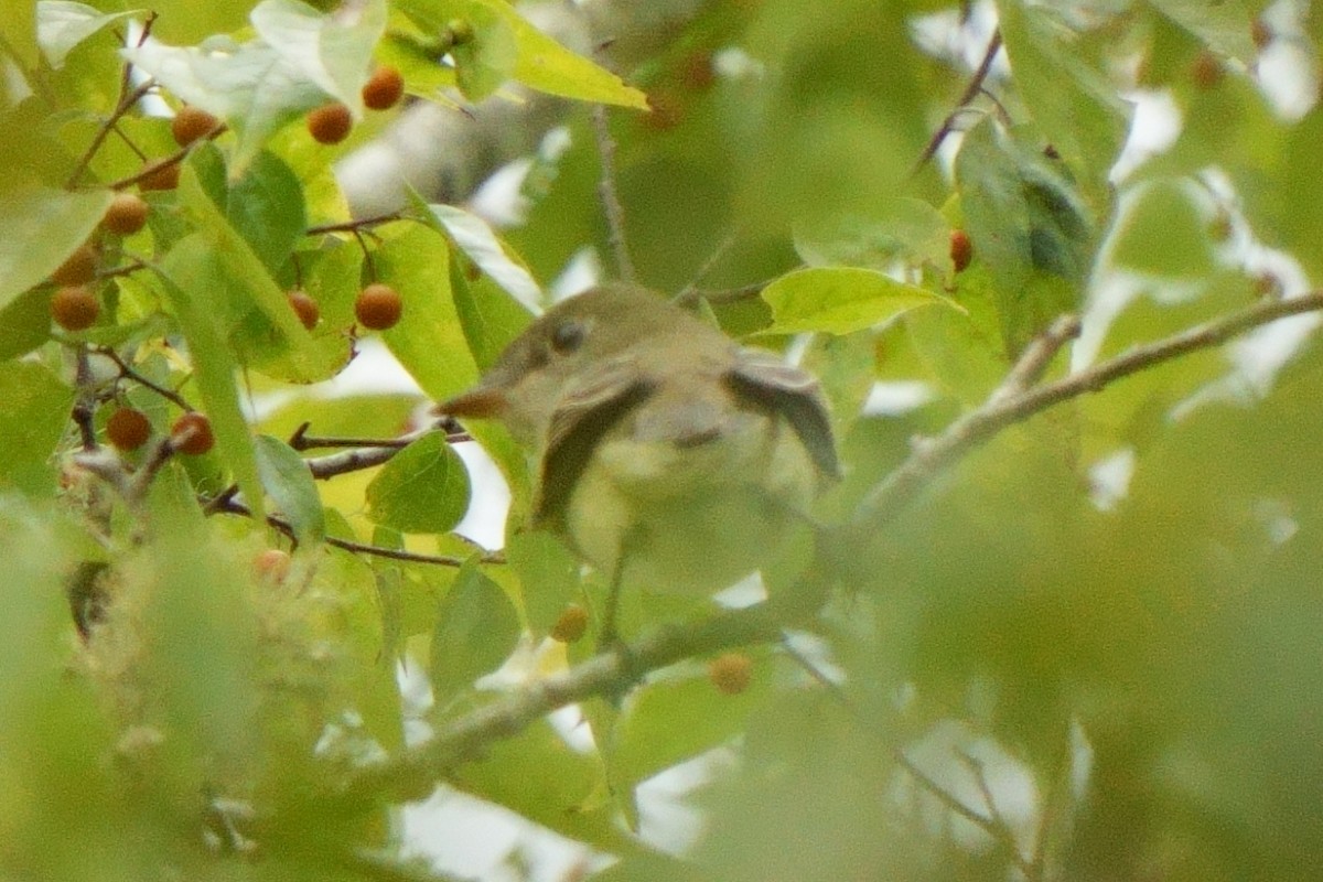 Alder Flycatcher - ML623890988