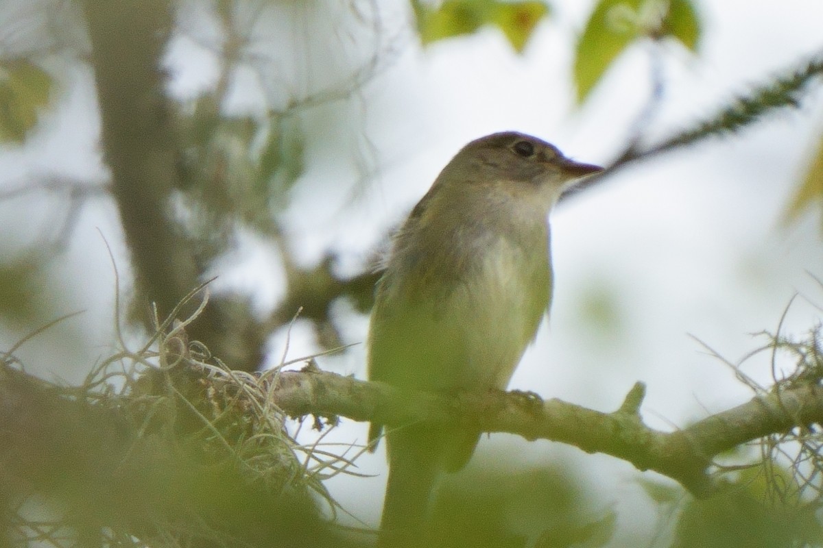 Alder Flycatcher - ML623890991