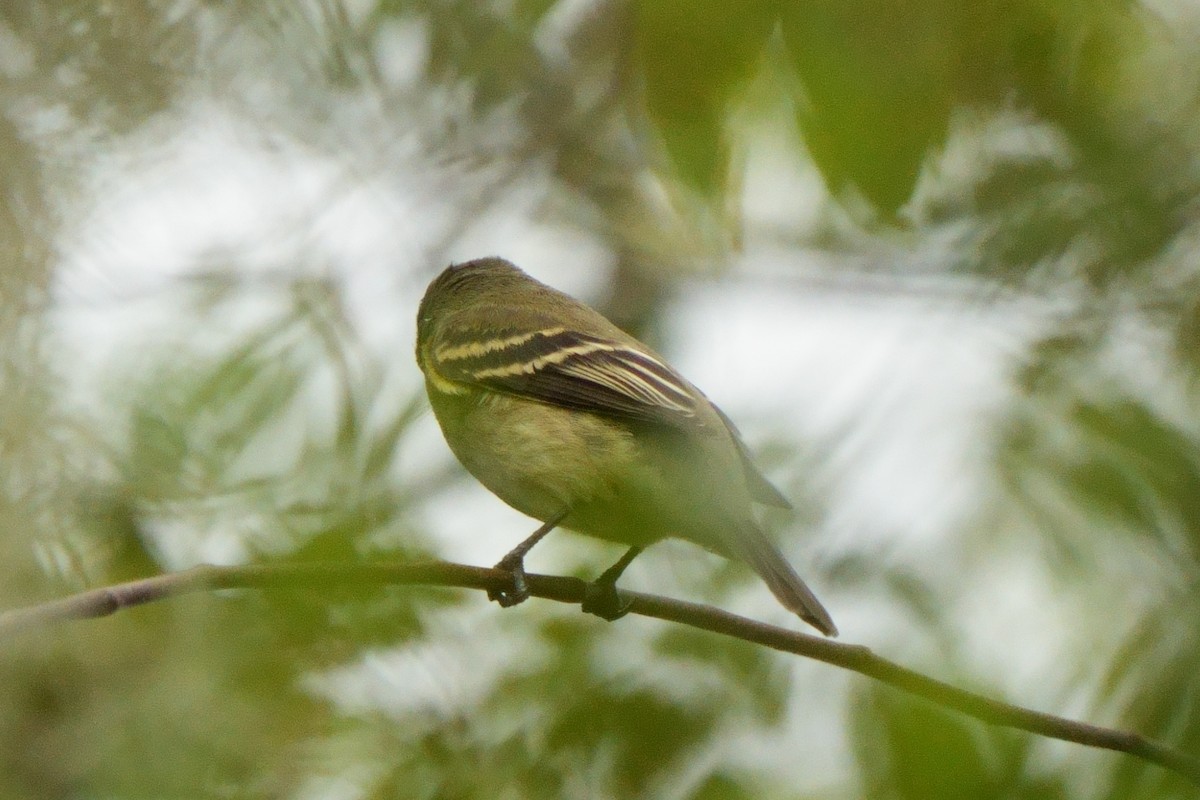 Alder Flycatcher - ML623890992