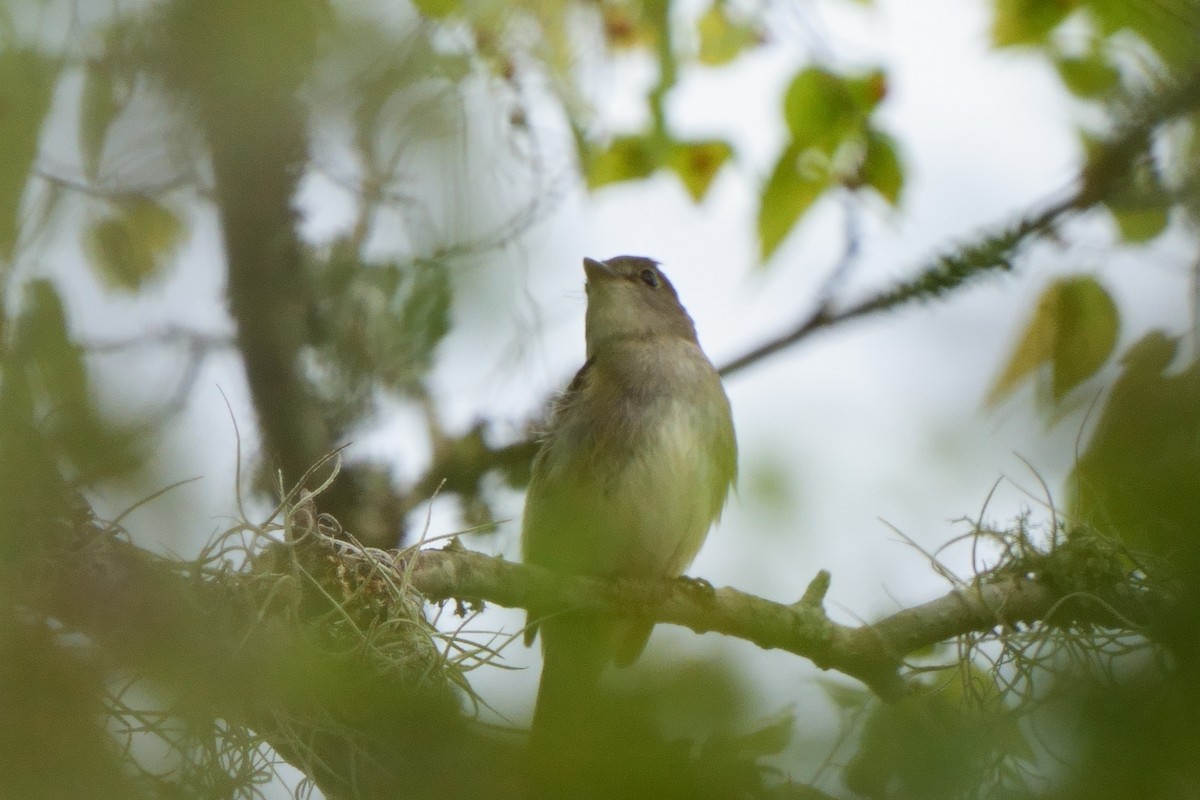 Alder Flycatcher - ML623890995