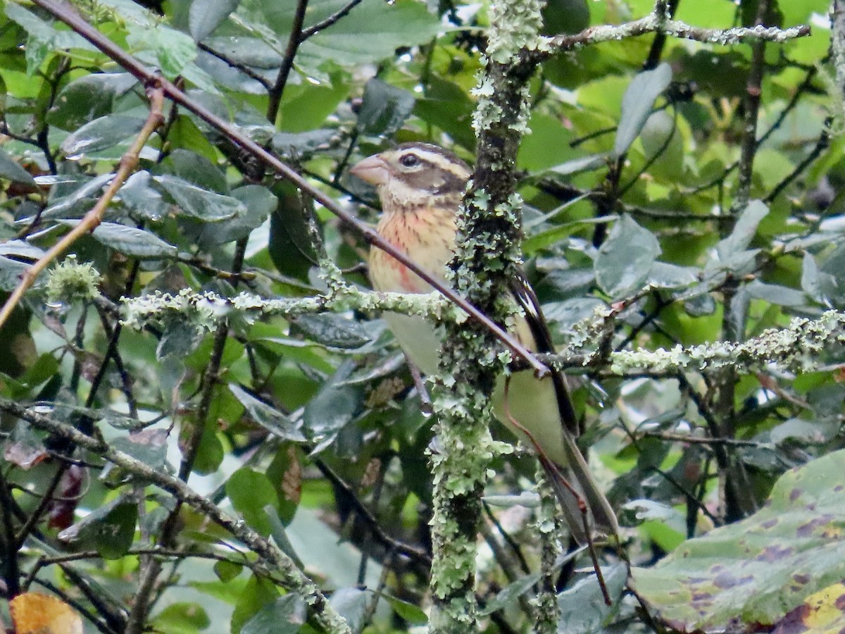 Rose-breasted Grosbeak - ML623891018