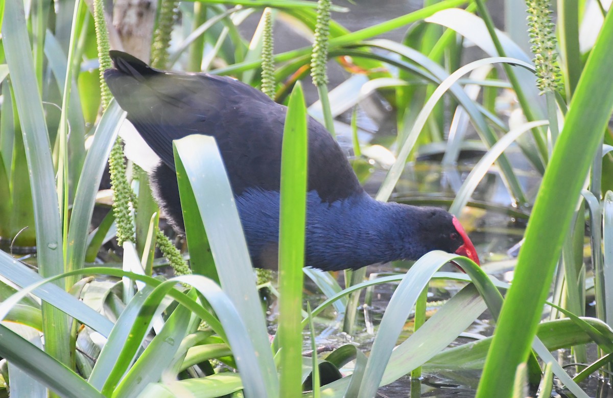 Australasian Swamphen - ML623891043