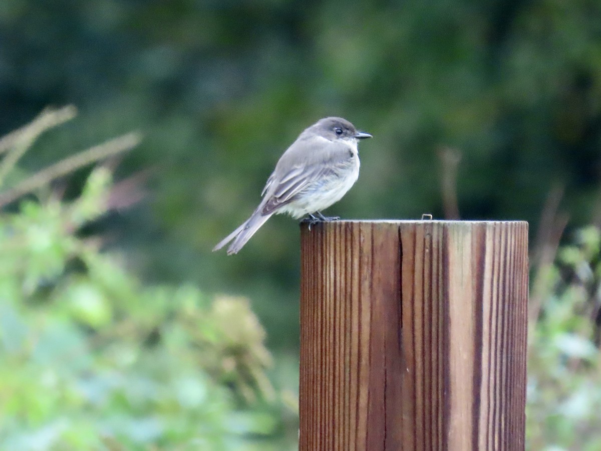 Eastern Phoebe - Eric Setterberg