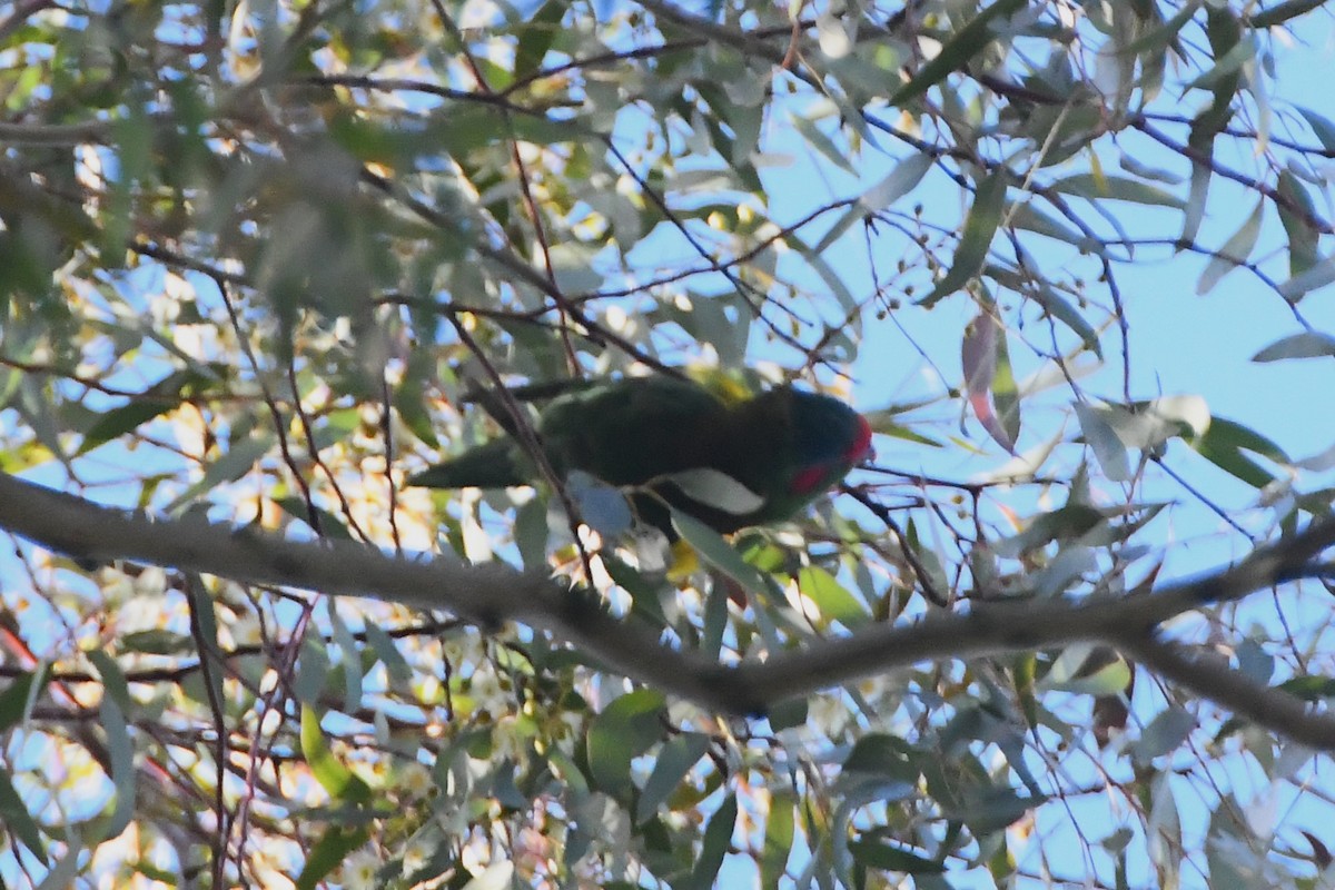 Musk Lorikeet - ML623891052