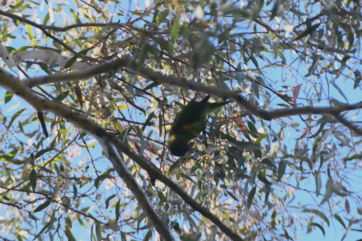 Musk Lorikeet - ML623891061