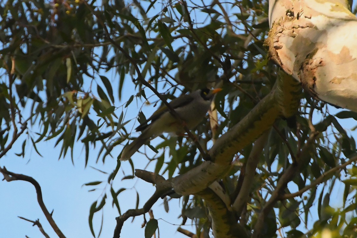 Noisy Miner - ML623891066
