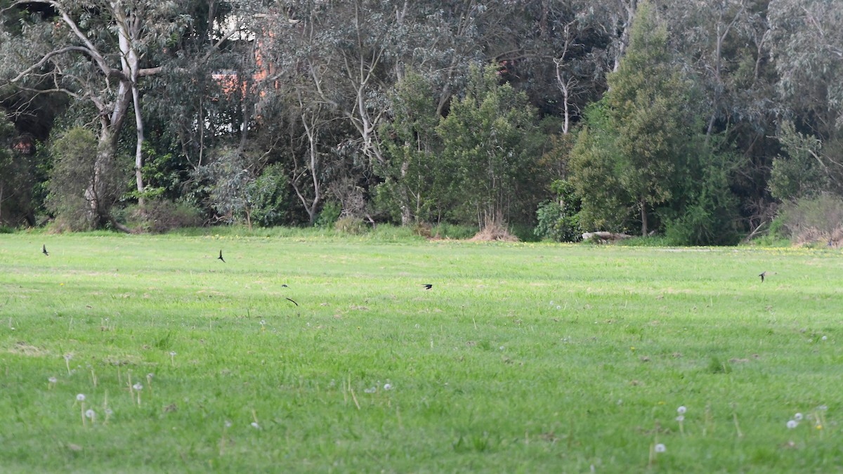 Welcome Swallow - ML623891071