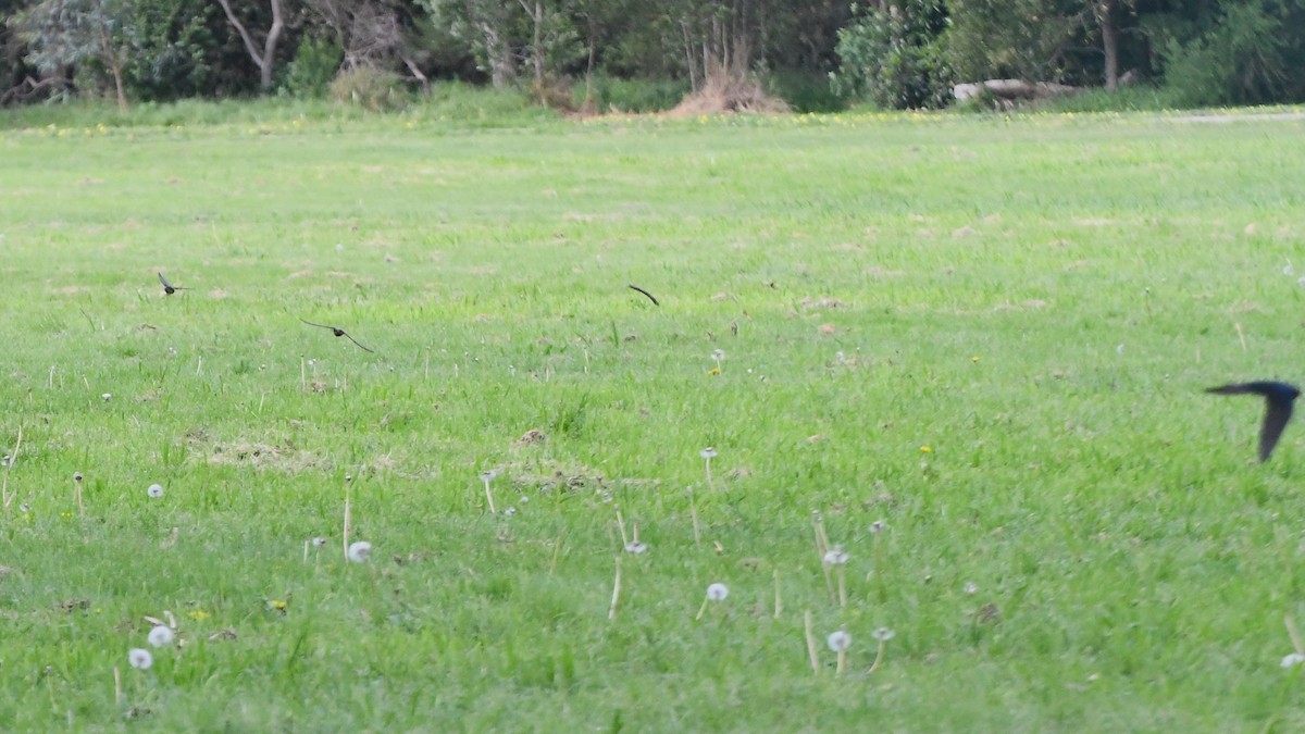 Welcome Swallow - ML623891073
